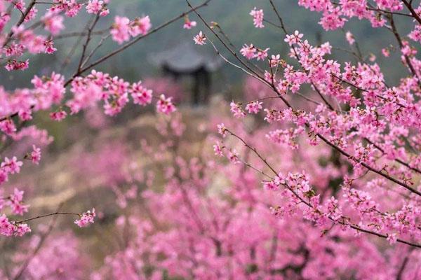 溫州春季賞花去哪里 賞花好去處推薦