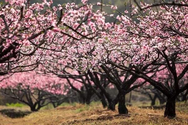 温州春季赏花去哪里 赏花好去处推荐