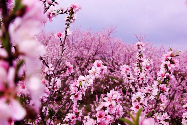 温州看桃花打卡地 附最佳观赏时间