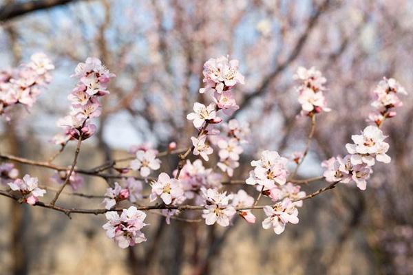 2022济南千佛山桃花几月开 赏花指南