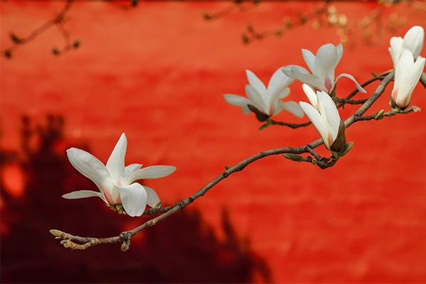 北京春天去哪里赏花最好