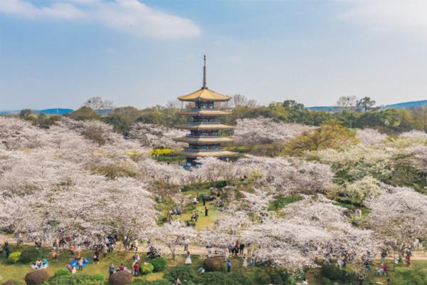 2022東湖櫻花園什么時候開放