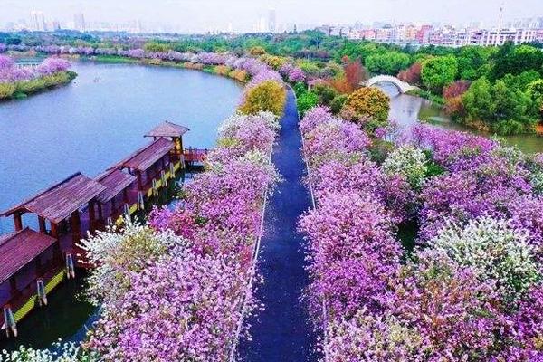 2022广州海珠湿地公园的樱花开了吗