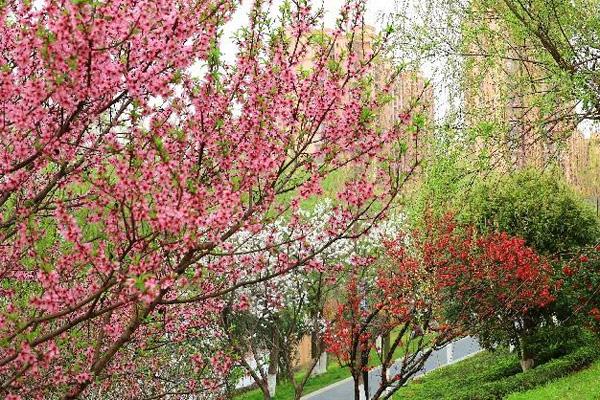 2022广州海珠湿地公园的樱花开了吗