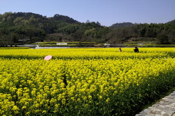 黄山油菜花甚么时候开2022