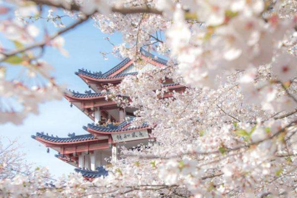 2022武汉大学樱花花期预报 观赏地点推荐