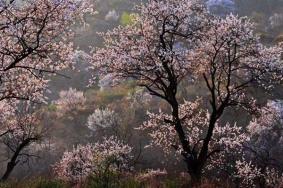 河南春季赏花好去处 踏青赏花地点盘点