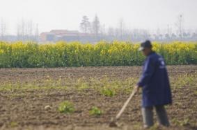 武汉蔡甸油菜花开了吗2022