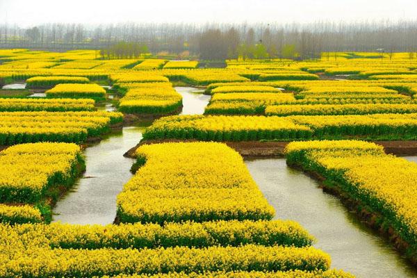 杭州周边油菜花最美的地方 附观赏花期