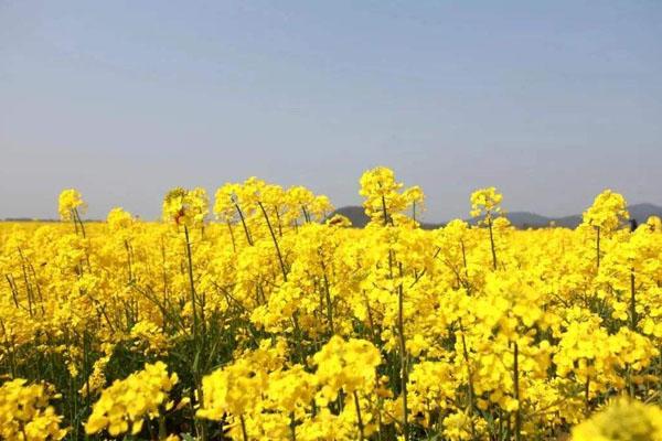 杭州周边油菜花最美的地方 附观赏花期