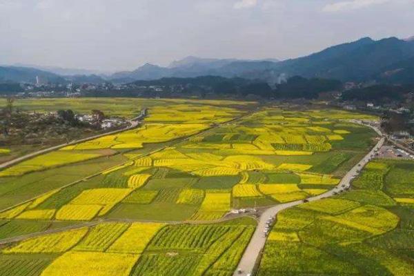 贵州看油菜花有哪些好地方 2022贵州油菜花观赏胜地