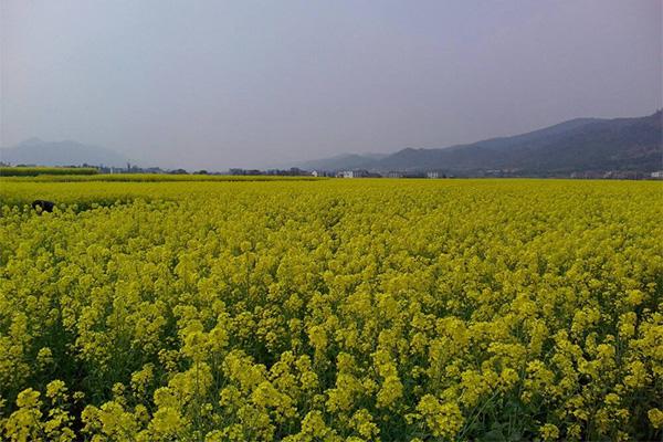 廣州哪里有大片的油菜花地