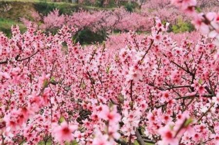 淮北赏花的地方有哪些