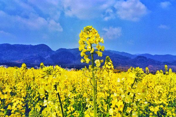 江西油菜花景点在哪里