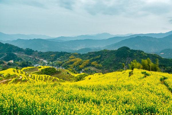 江西油菜花景點在哪里