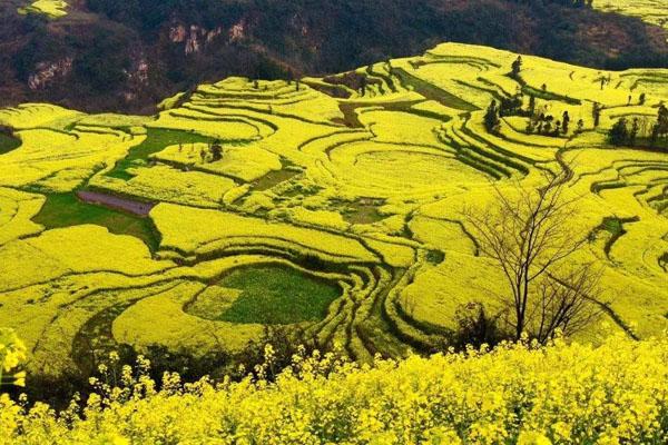 江西油菜花景点在哪里