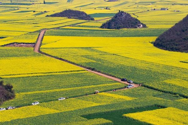 黟縣美溪鄉油菜花什么時候開?賞花地都在什么地方?