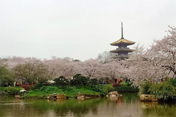 2022东湖磨山樱花园门票需要预约吗 怎样预约