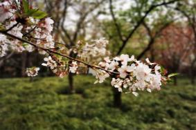 上海長寧春天賞花哪里最好