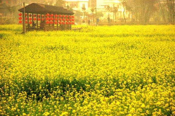 广东油菜花旅游景点在哪里