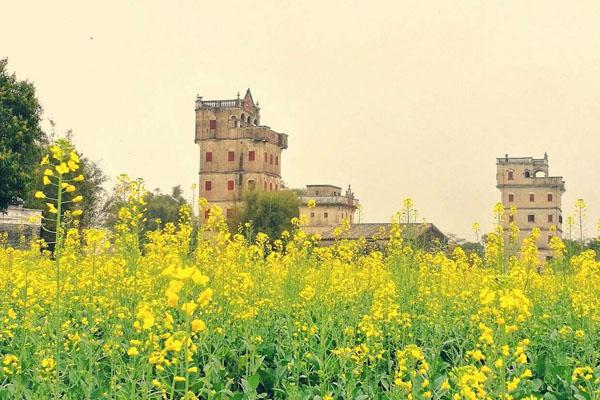 廣東油菜花旅游景點在哪里