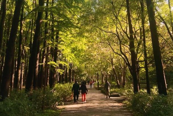 上海森林公园有哪些景点 有什么好玩的