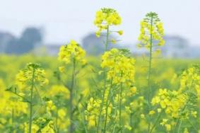 长沙油菜花景点推荐 附花期时间