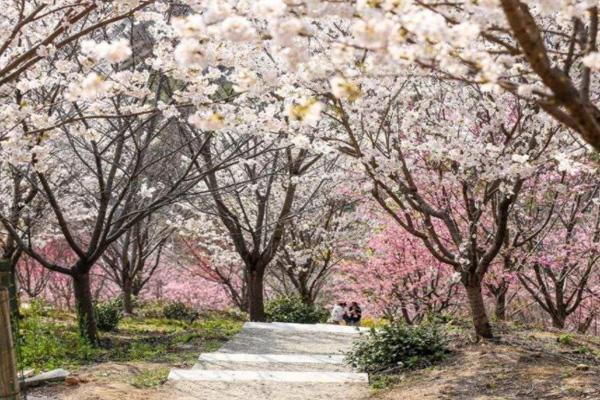 2022杭州樱花园开放时间及赏花路线