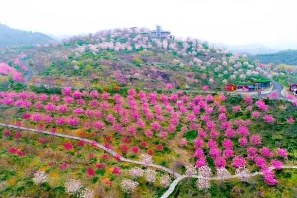 2022杭州樱花园开放时间及赏花路线