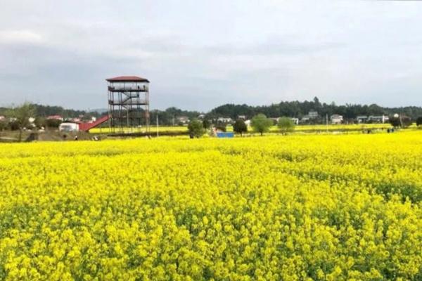 长沙江背镇油菜花要门票不