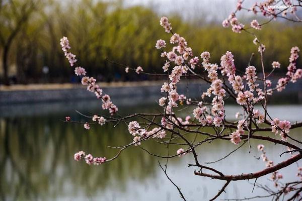 北京三月賞花指南