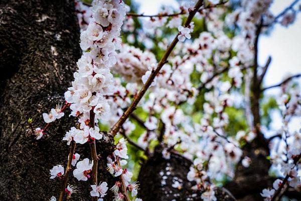 北京三月賞花指南