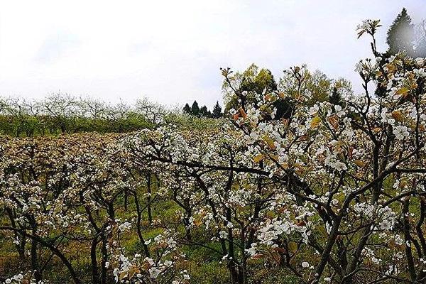 2022潼南梨花旅游文化节开幕时间及活动内容