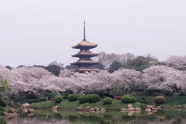 2022东湖赏花联票在哪里买 可以游玩哪些景点