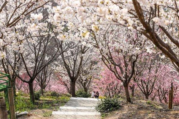 2022杭州樱花园开放时间 附最佳观赏时间