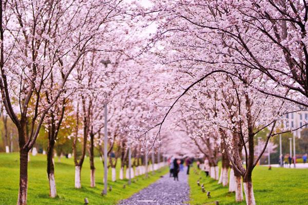 2022杭州櫻花園門票多少 附購票須知