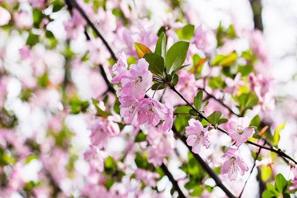 2022杭州櫻花園門票多少 附購票須知