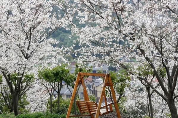 2022杭州樱花园门票多少 附购票须知