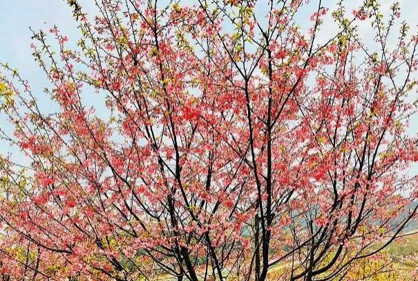 2022杭州樱花园最佳观赏时间及门票多少钱
