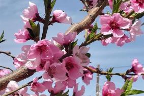 襄陽春季賞花攻略 賞花好去處