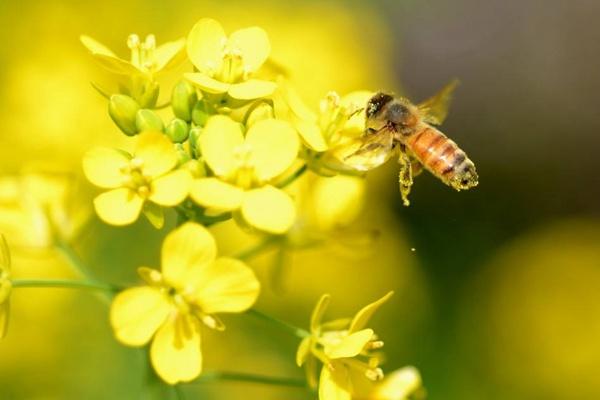 武汉森林公园油菜花在哪?什么时候开花?