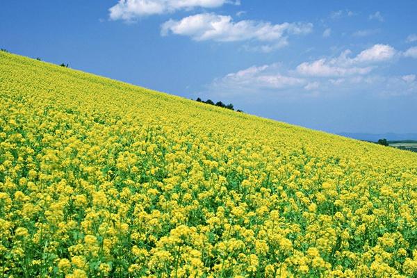 武漢森林公園油菜花在哪?什么時候開花?