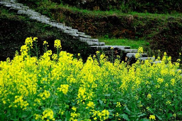 武漢森林公園油菜花在哪?什么時候開花?