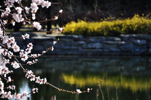 北京哪些公园可以赏花 九大春季赏花好去处