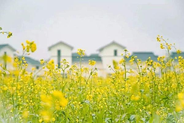 2022年湖南油菜花节开幕时间及赏花地点介绍