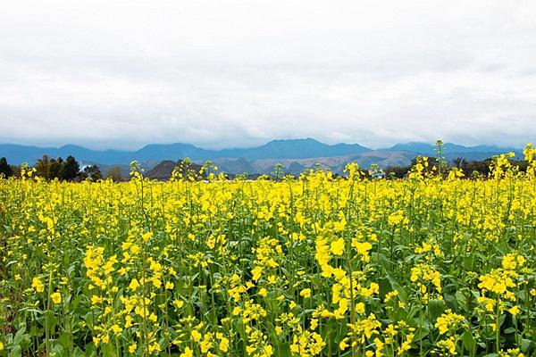 2022年湖南油菜花節開幕時間及賞花地點介紹