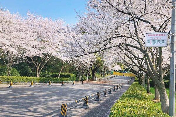 武大樱花和东湖樱花哪个好看