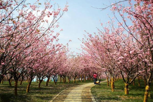 2022成都青白江樱花节是什么时候 樱花节活动一览