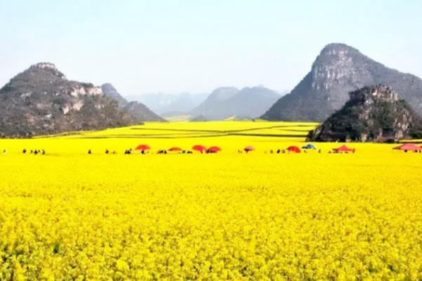 中国十大油菜花景区排名