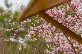 北京郊區(qū)賞花的地方有哪些 賞花好去處推薦